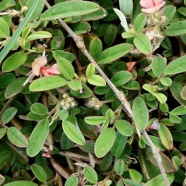 Tephrosia pumila.téphrosie naine .fabaceae.indigène ? ou-  Indigofera diversifolia.fabaceae.endémique Madagascar Mascareignes ??.jpeg